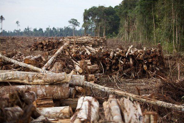 Penegakan Hukum Terhadap Dugaan Pembalakan Liar Pascabanjir di Sumatra